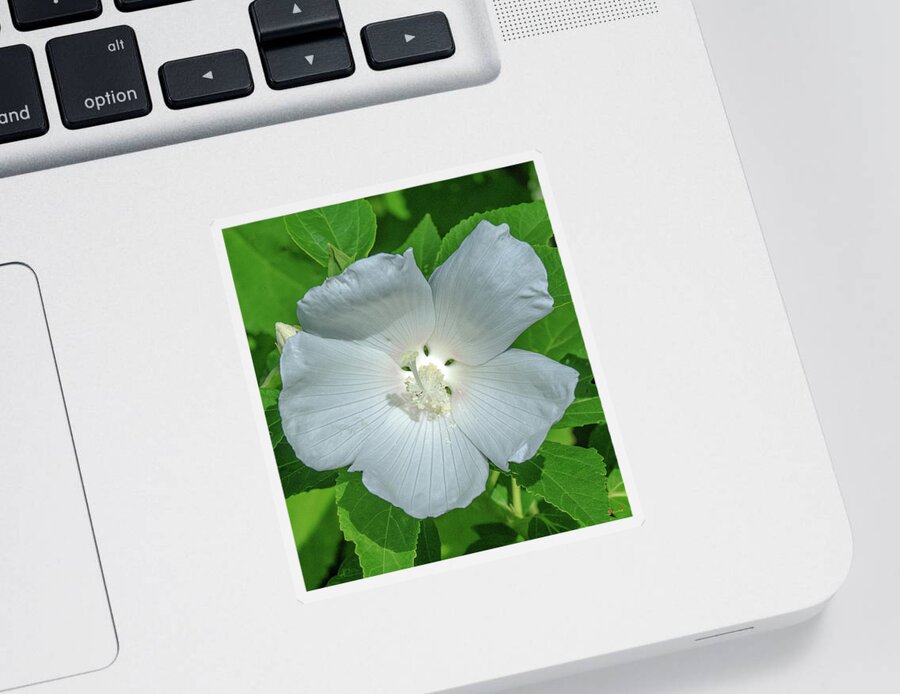 Nature Sticker featuring the photograph Very Rare almost All-white Crimson-eyed Rosemallow DFL0996 by Gerry Gantt