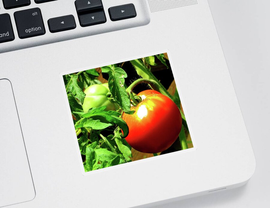Tomatoes Sticker featuring the photograph Vine Ripened Jersey Tomatoes by Linda Stern