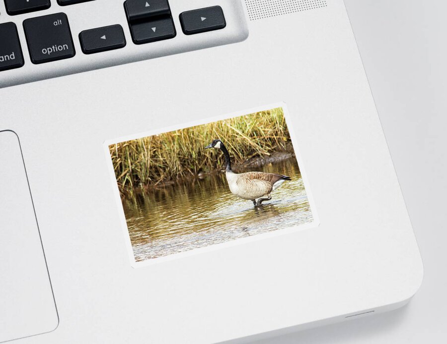 Canada Sticker featuring the photograph Wading Canada Goose by Bob Decker