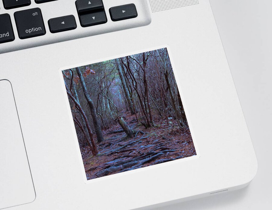 Forest Sticker featuring the photograph Walking Path by William Bretton
