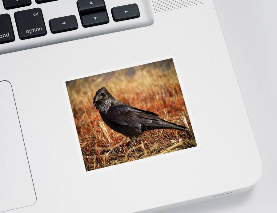 Corvidae Sticker featuring the photograph Watchful Raven by Jean Noren