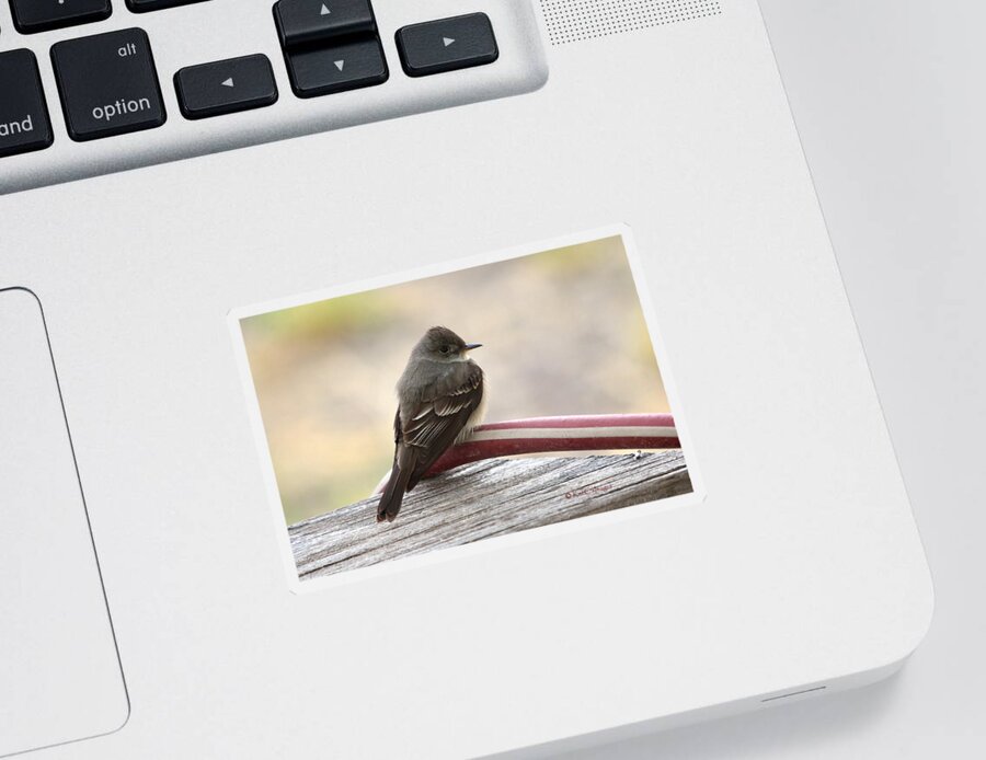 Bird Sticker featuring the photograph Western Wood Pewee by Kae Cheatham