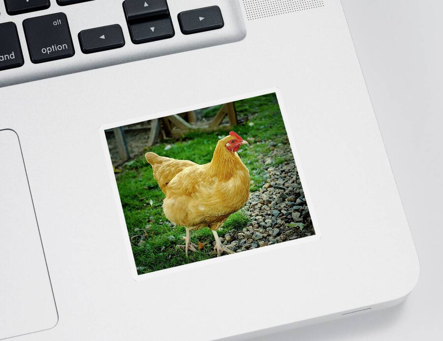 Chicken Sticker featuring the photograph What's The Rush, Ginger? by Alida M Haslett
