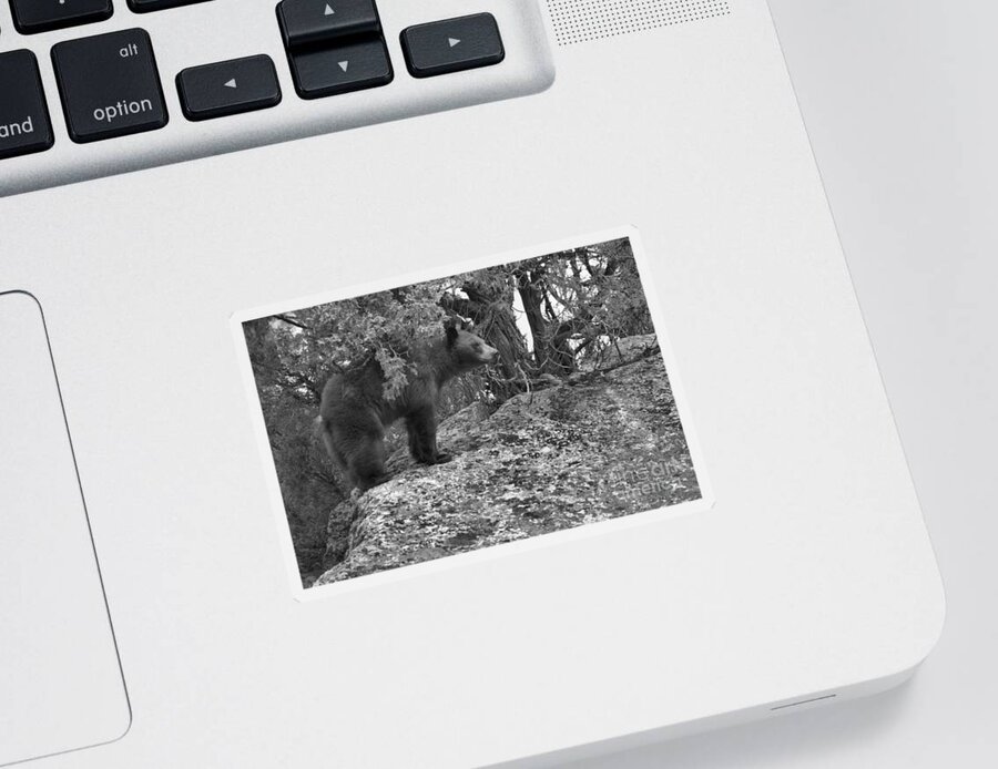 Black Bear Sticker featuring the photograph Where THe Cliffs Meet The Forest Black And White by Adam Jewell