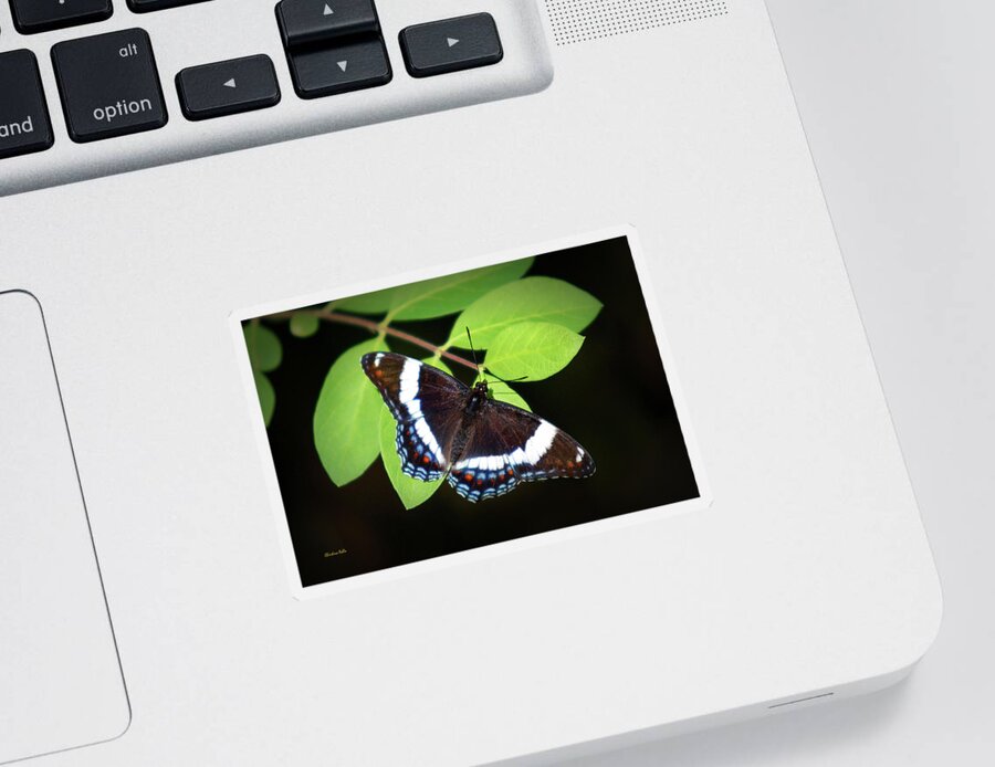 Butterfly Sticker featuring the photograph White Admiral Butterfly by Christina Rollo