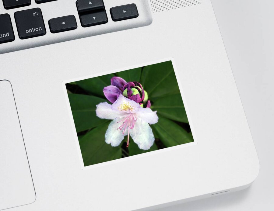 Flower Sticker featuring the photograph White And Purple Rhododendron Closeup by Johanna Hurmerinta