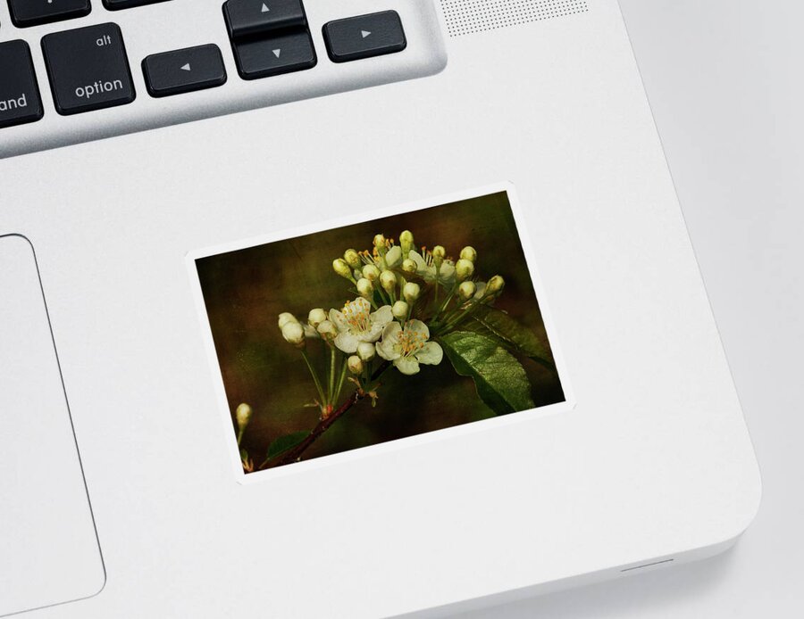 Floral Sticker featuring the photograph White Blossoms by Cindi Ressler