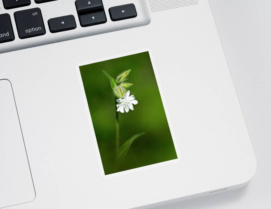 Flower Sticker featuring the photograph White Campion Flower by Christina Rollo
