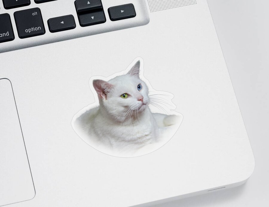 Fur Sticker featuring the photograph White Cat on a Transparent Heart by Terri Waters