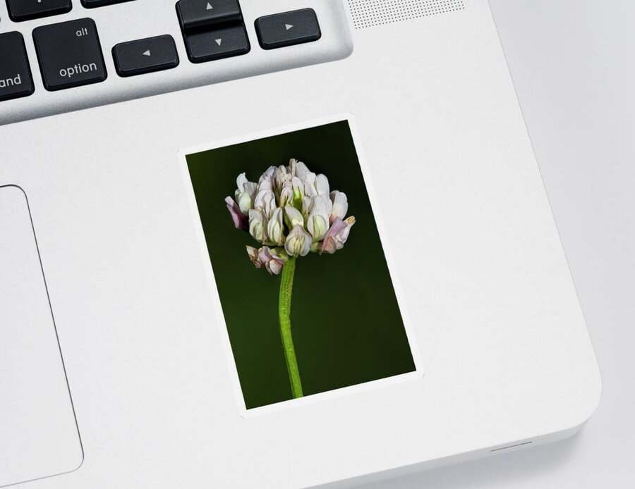 Clover Sticker featuring the photograph White clover by Steev Stamford