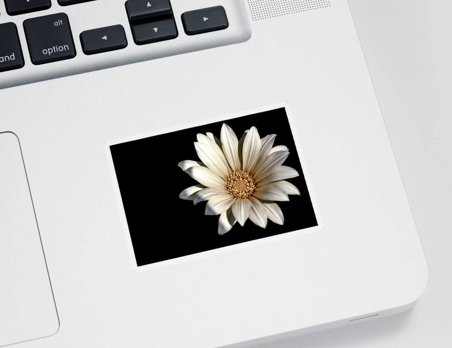 On Black Sticker featuring the photograph White Daisy on Black by Alison Frank