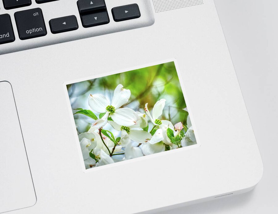Dogwood Sticker featuring the photograph White Dogwood Blossoms by Amy Dundon