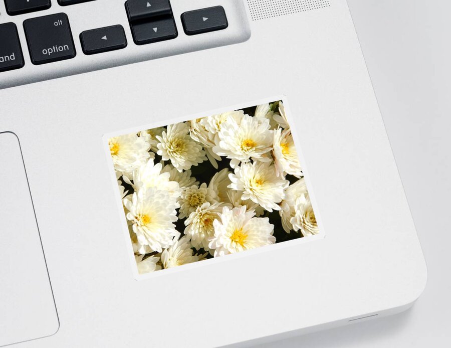 White Sticker featuring the photograph - White Mums by THERESA Nye