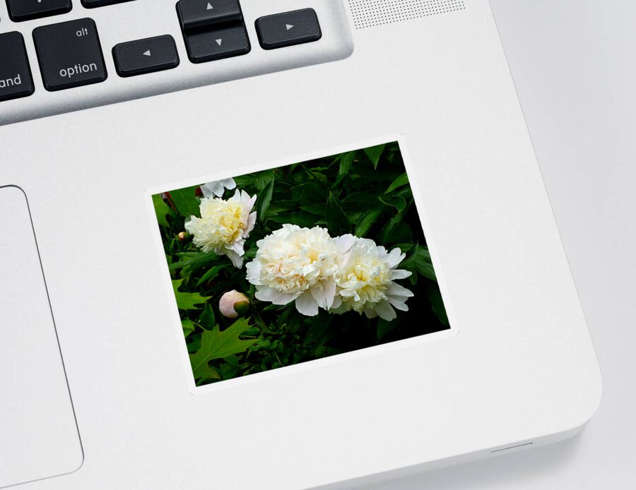 White Peonies Sticker featuring the photograph White Peony Trio by Mike McBrayer