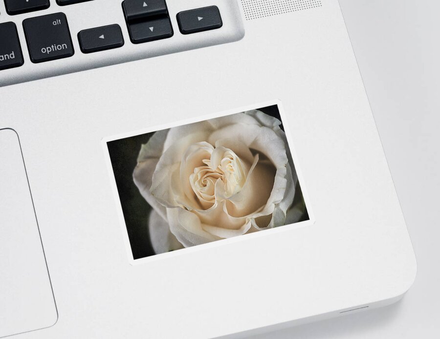 White Rose Sticker featuring the photograph White Rose by Cindi Ressler