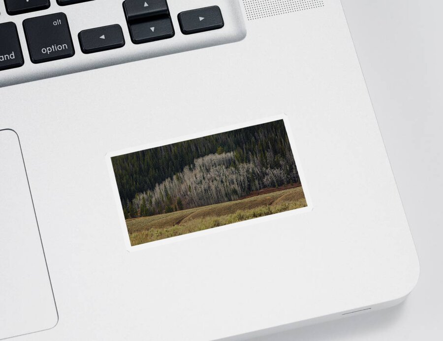 Trees Sticker featuring the photograph White aspen trees, Wyoming by Julieta Belmont