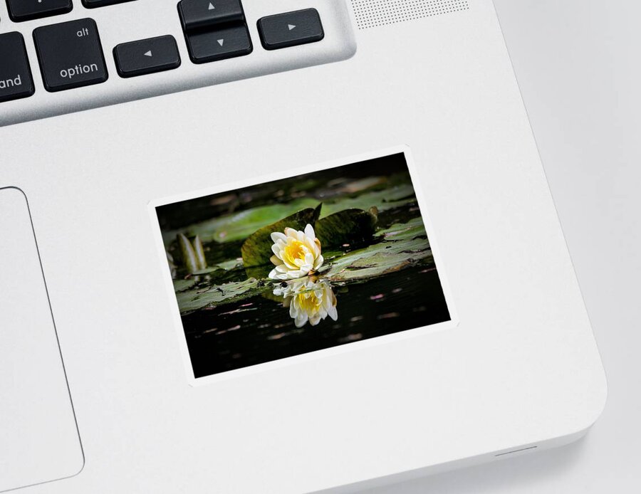 Water Lily Sticker featuring the photograph White Water Lily Reflection by Mary Ann Artz