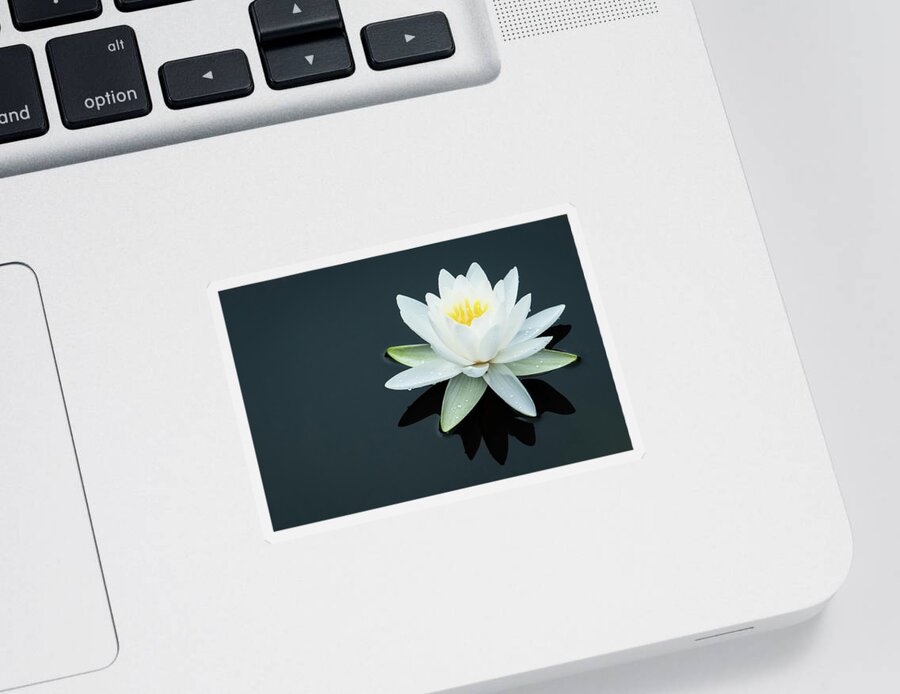 White Water Lily Sticker featuring the photograph White Water Lily by Todd Henson