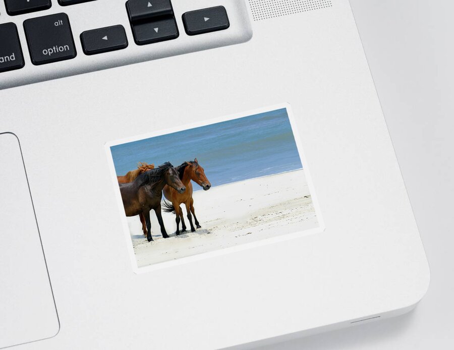 Outerbanks Sticker featuring the photograph Wild Horses of Corolla by Arthur Oleary