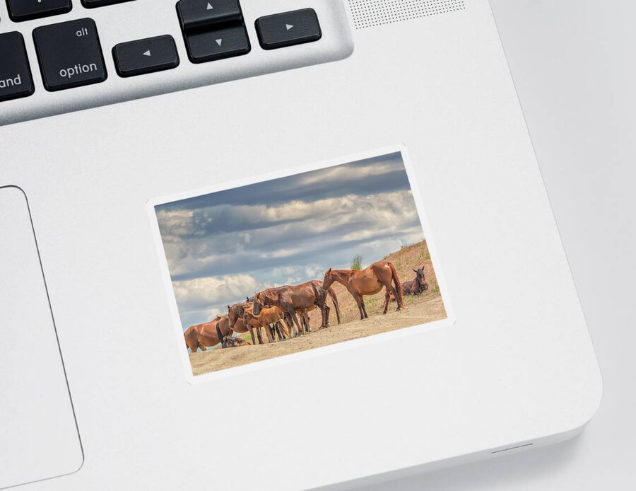Nevada Sticker featuring the photograph Wild Horses on a Ridge Top by Marc Crumpler