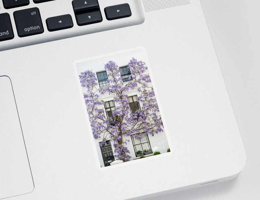 Wisteria Sinensis Sticker featuring the photograph Wisteria in Canning Place Kensington by Tim Gainey