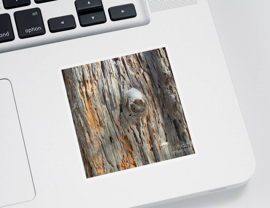 Photography Sticker featuring the photograph Woodland 111 by Amy E Fraser