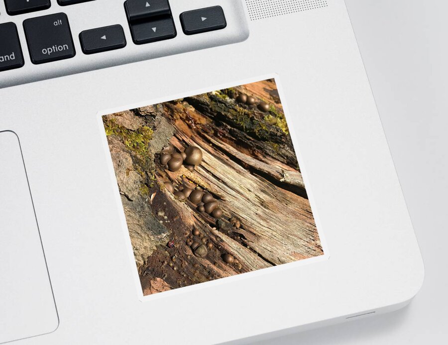 Photography Sticker featuring the photograph Woodland 52 by Amy E Fraser