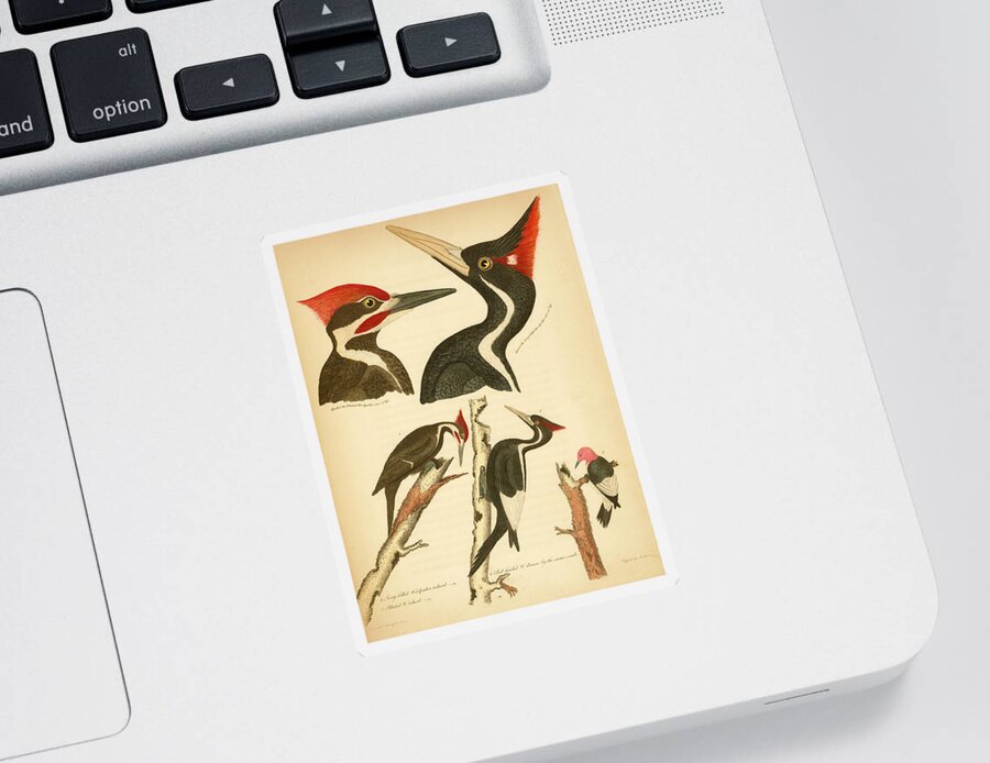 Birds Sticker featuring the mixed media Woodpeckers by Alexander Wilson