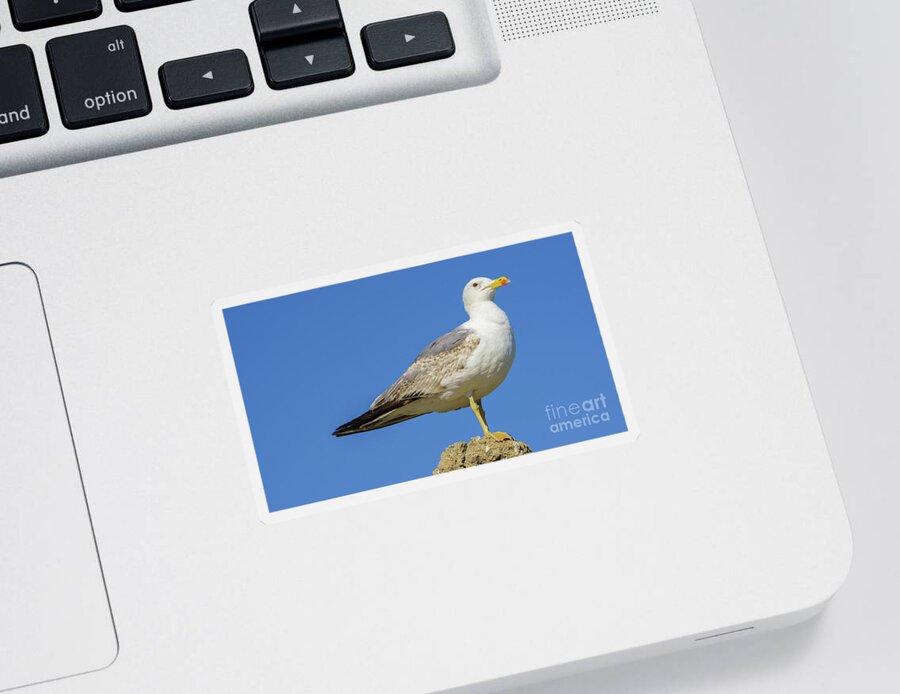 Detail Sticker featuring the photograph Yellow-legged Gull on a Rock by Pablo Avanzini
