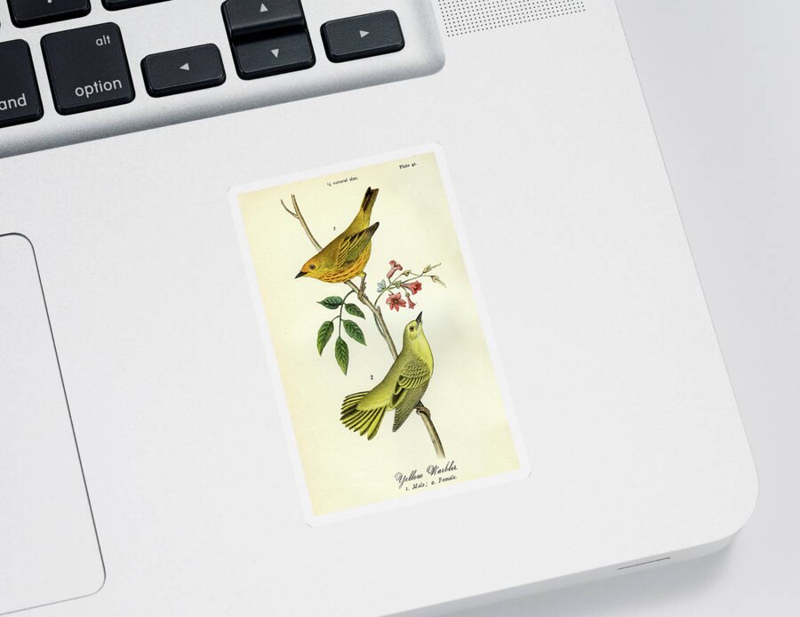 Bird Sticker featuring the mixed media Yellow Warbler by Unknown
