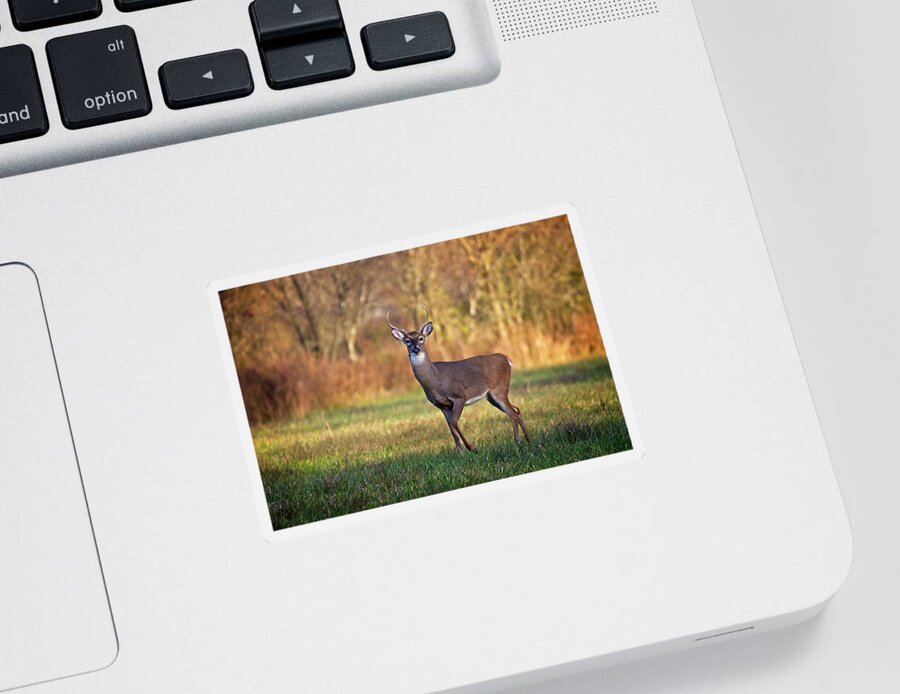 Wildlife Sticker featuring the photograph Young Buck by John Benedict