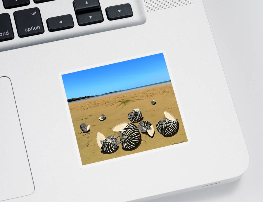 Nautilus Shells On Beach Sticker featuring the mixed media Zebra Nautilus Shells on the Beach by Joan Stratton