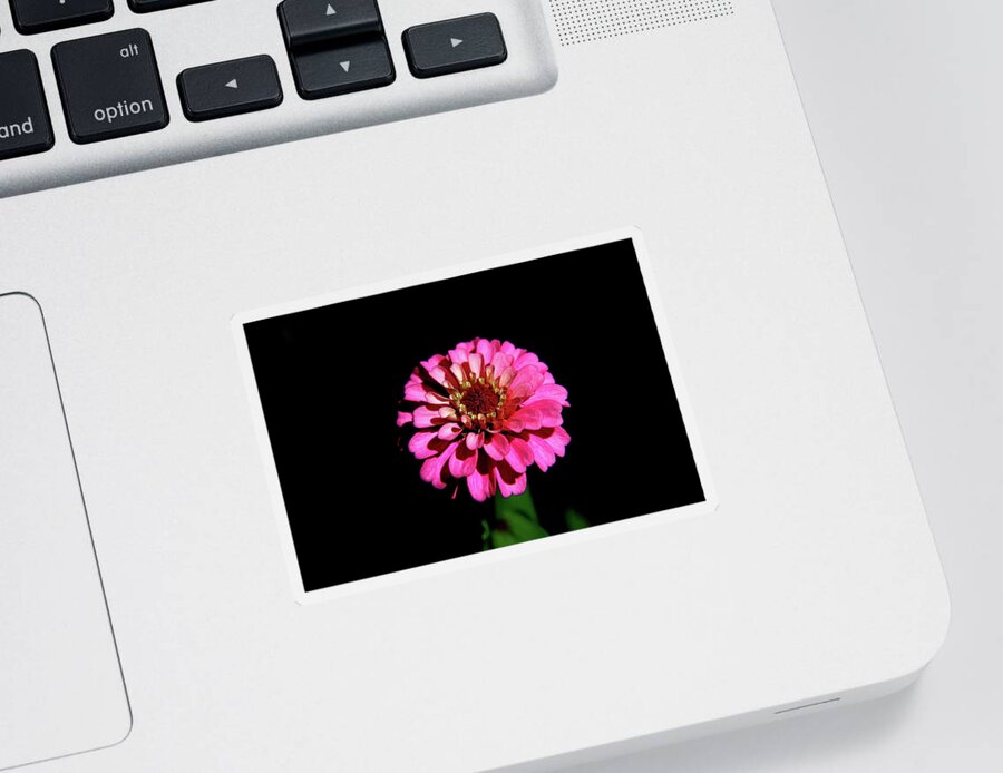 Flower Sticker featuring the photograph Zinnia Wonder by Allen Nice-Webb