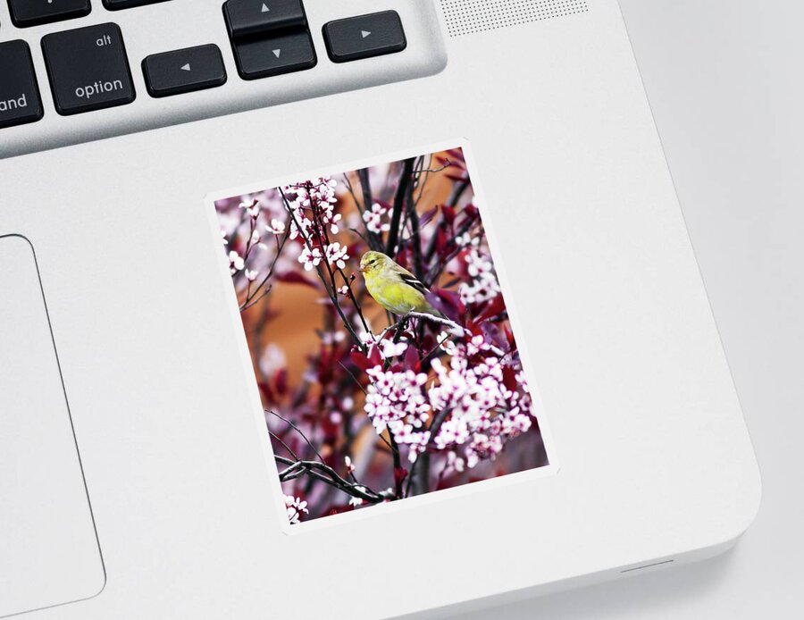 American Goldfinch Sticker featuring the photograph American Goldfinch #1 by John Rowe