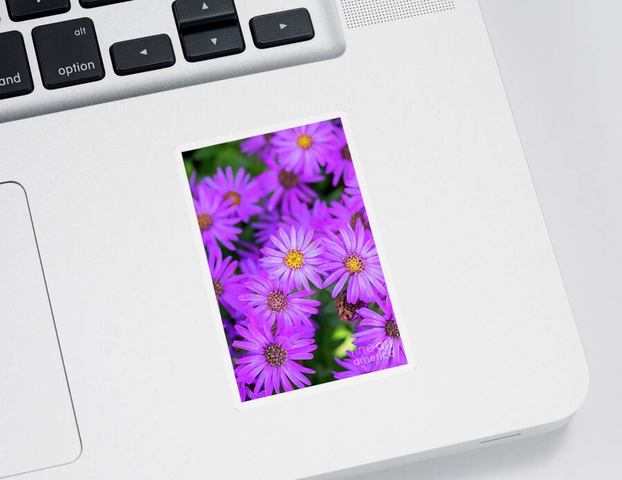 Aster Sticker featuring the photograph Aster Amellus Brilliant Flowers by Tim Gainey