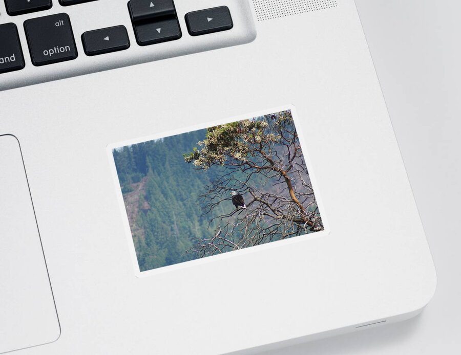 Bald Eagle Sticker featuring the photograph Bald Eagle #1 by Bill TALICH