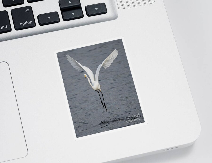 Great Egret Sticker featuring the photograph Big White #1 by Tony Beck