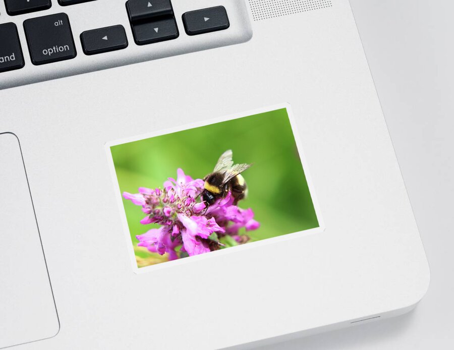 Bombus Hortorum Sticker featuring the photograph Bombus hortorum, garden bumblebee, pollinating some flower in Slovakia grassland. by Vaclav Sonnek