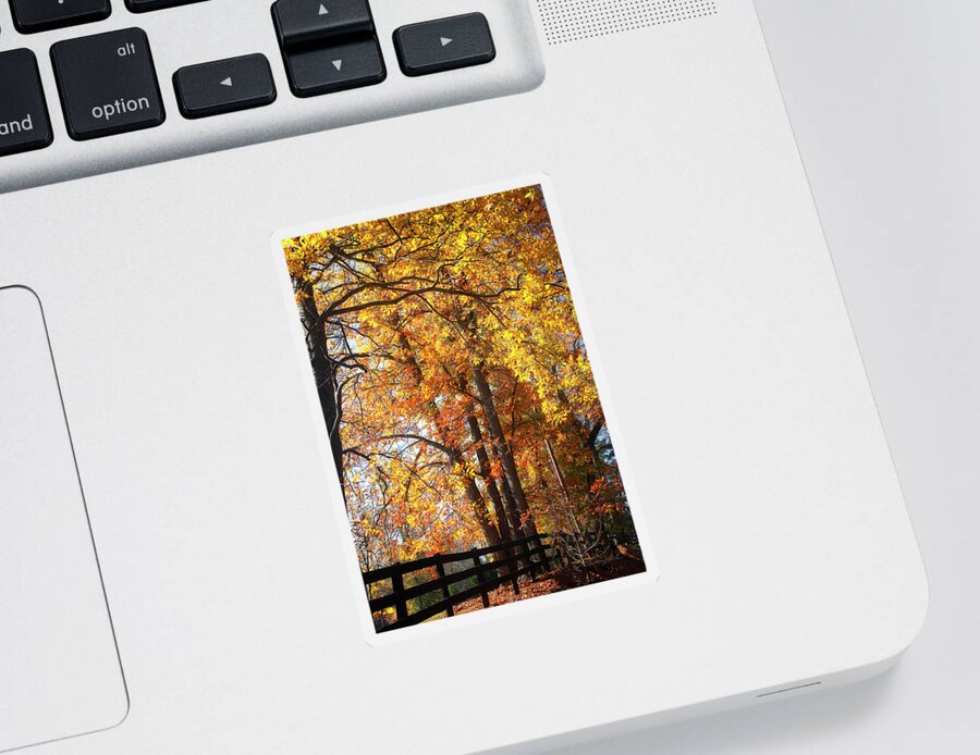 Color Sticker featuring the photograph Boughs of Gold -1 #1 by Alan Hausenflock
