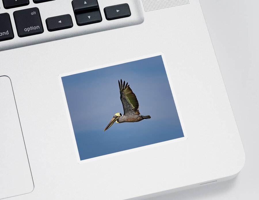 America Sticker featuring the photograph Male Brown Pelican flying along John's Pass by Ronald Lutz