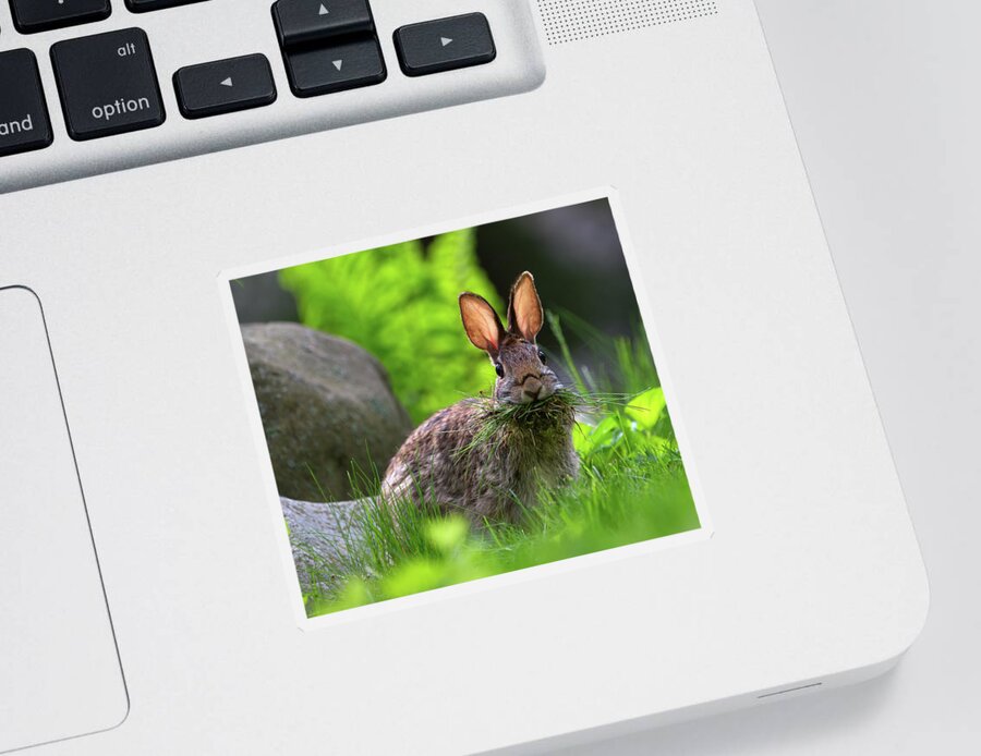 Hare Sticker featuring the photograph Bunny Mouthful by Flinn Hackett