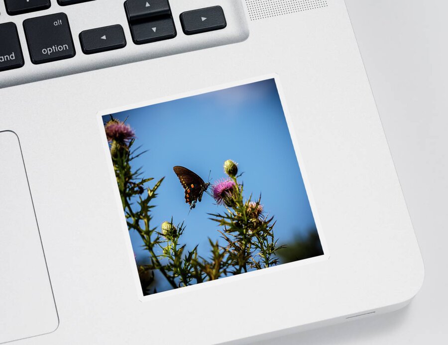 Butterfly Sticker featuring the photograph Butterfly by David Beechum