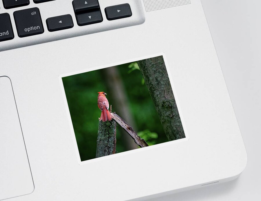 Bird Sticker featuring the photograph Cardinal - Back Feathers #1 by Flinn Hackett