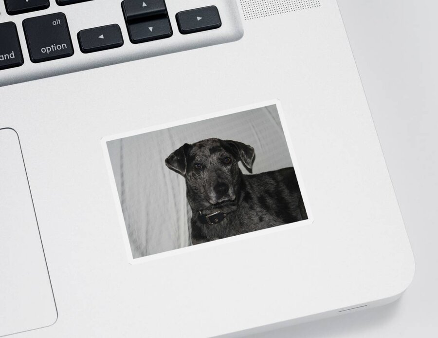Catahoula Leopard Dog Sticker featuring the photograph Catahoula Leopard Dog #1 by Valerie Collins