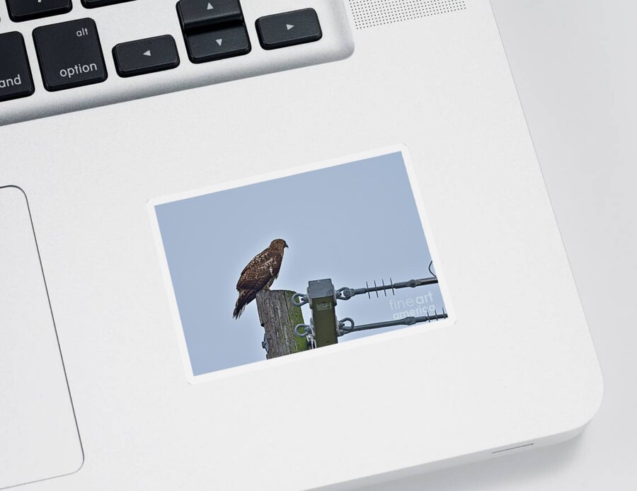 Accipiter Cooperii Sticker featuring the photograph Cooper's Hawk #1 by Amazing Action Photo Video