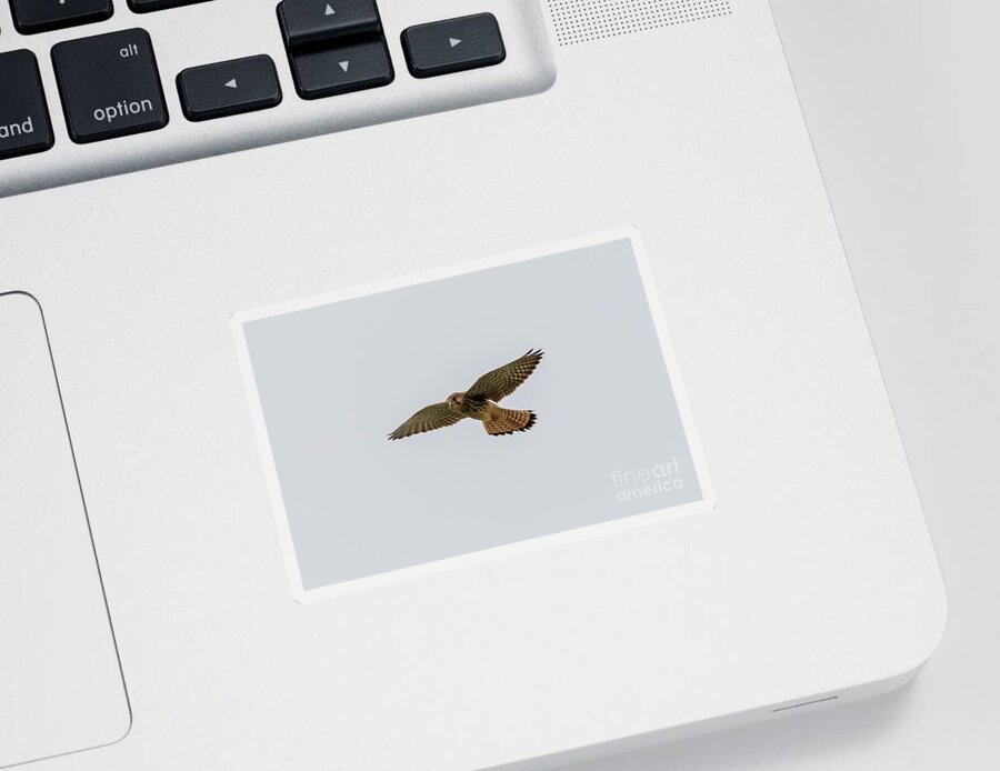 Kestrel Sticker featuring the photograph Eurasian Kestrel Falco tinnunculus Costa Ballena Cadiz #1 by Pablo Avanzini