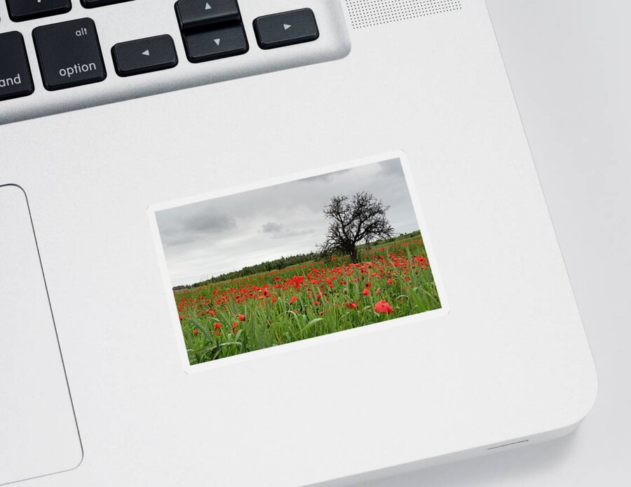 Poppy Anemone Sticker featuring the photograph Field full of red beautiful poppy anemone flowers and a lonely dry tree. Spring time, spring landscape Cyprus. by Michalakis Ppalis