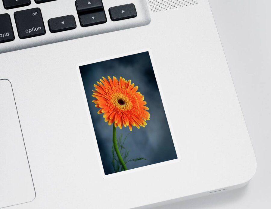 Daisies Sticker featuring the photograph Fresh beautiful orange daisy flower blossom. Blooming flower by Michalakis Ppalis