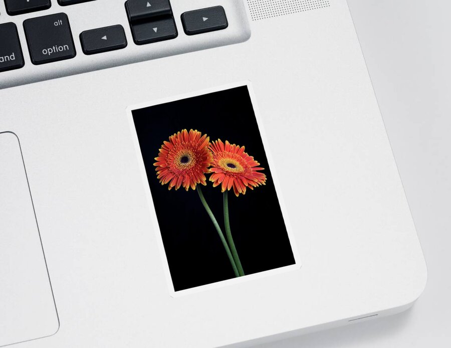 Daisies Sticker featuring the photograph Fresh Daisy flower isolated on black background by Michalakis Ppalis