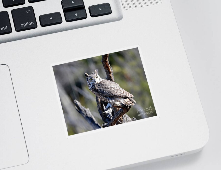 Denise Bruchman Photography Sticker featuring the photograph Great Horned Owl #1 by Denise Bruchman
